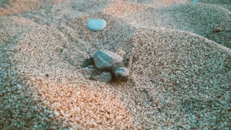 TATİLİNİZDE CARETTA CARETTA’LAR İÇİN GÖNÜLLÜ OLUN – DEKAMER